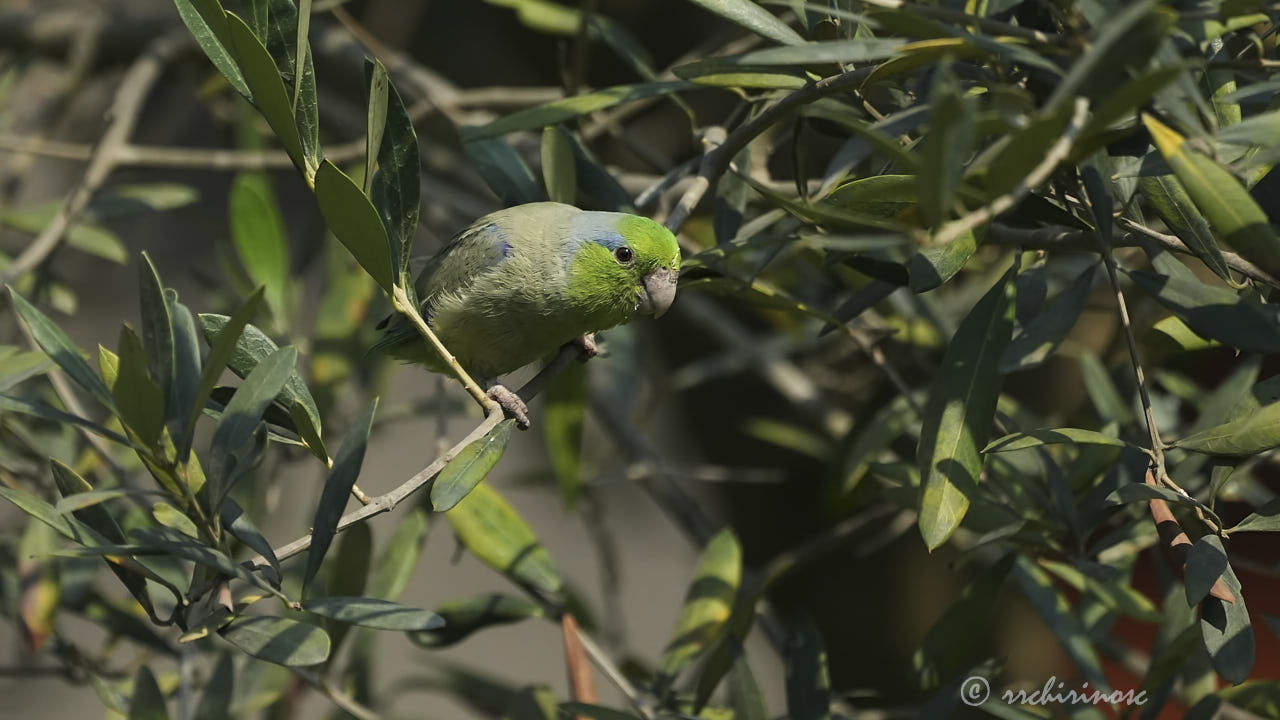 Pacific parrotlet