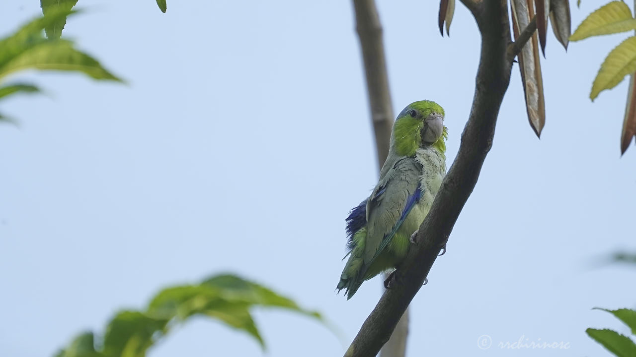 Pacific parrotlet