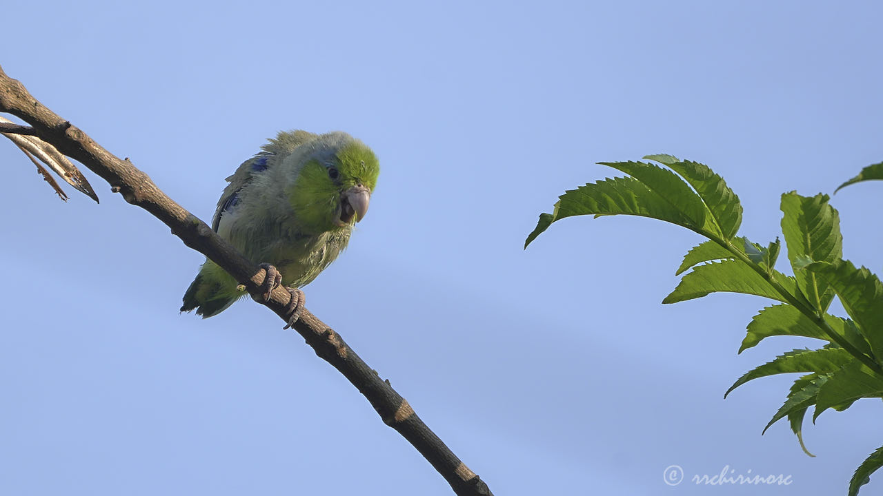 Pacific parrotlet