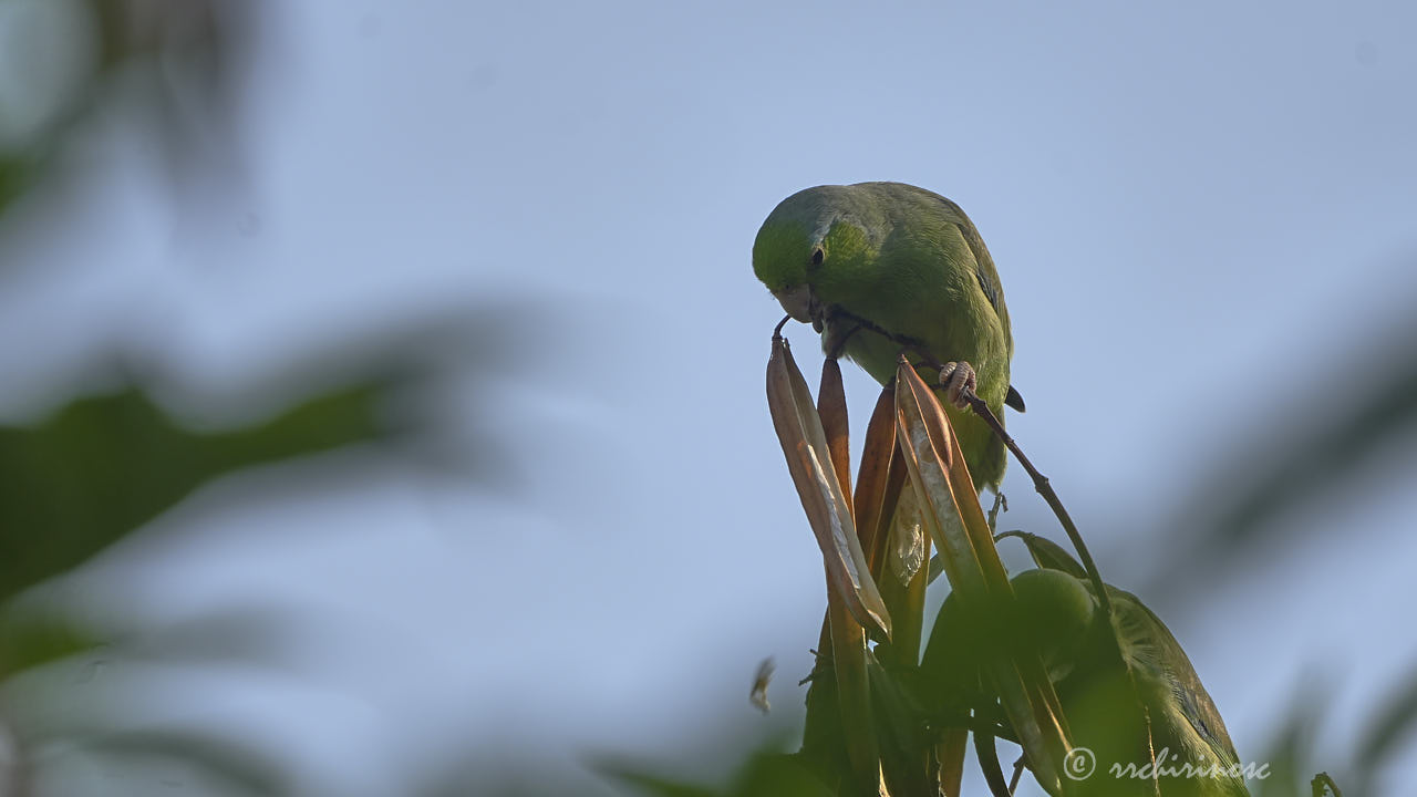 Pacific parrotlet