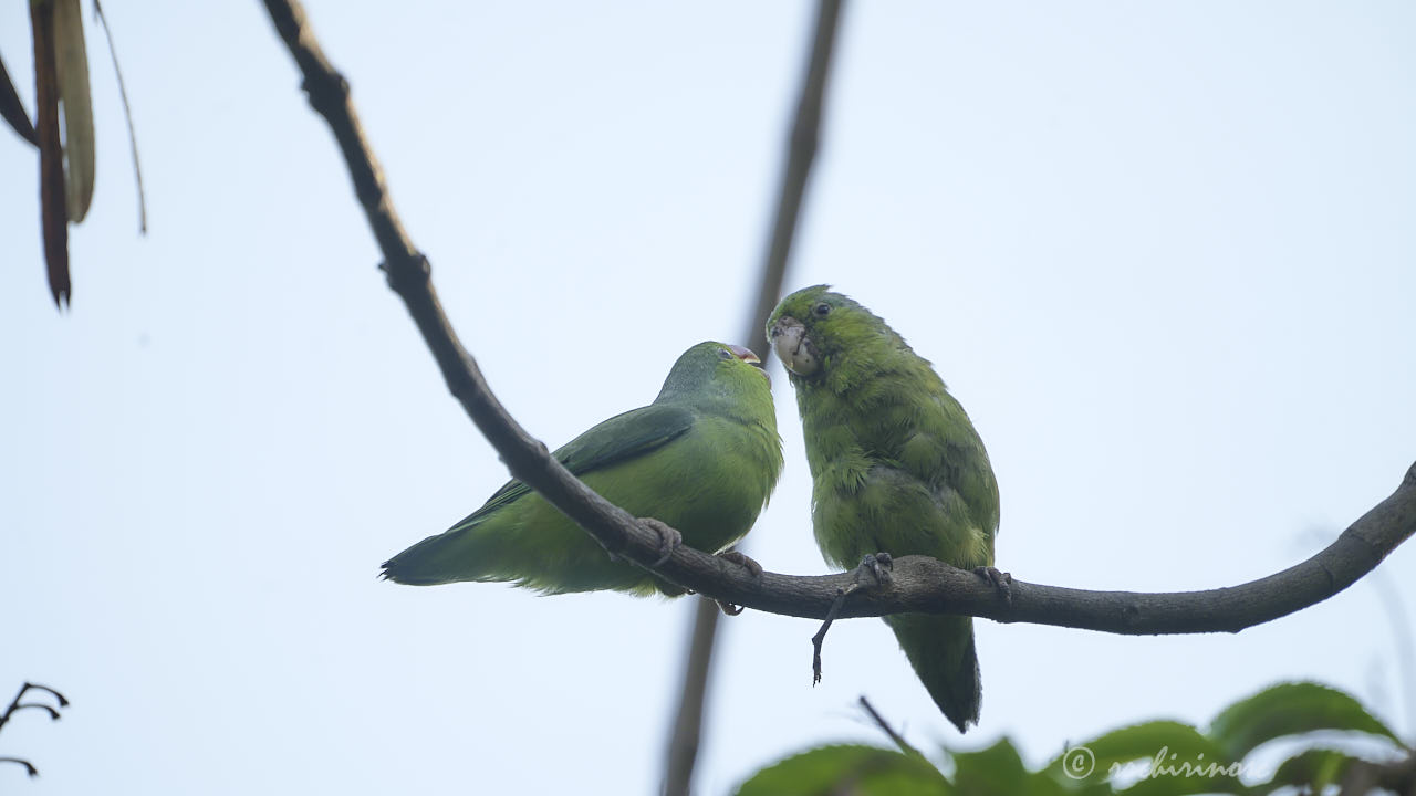 Pacific parrotlet