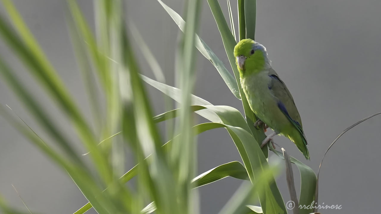 Pacific parrotlet