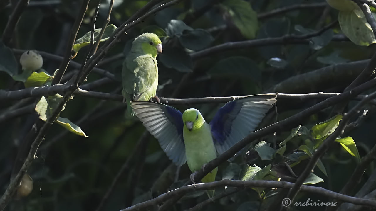 Pacific parrotlet