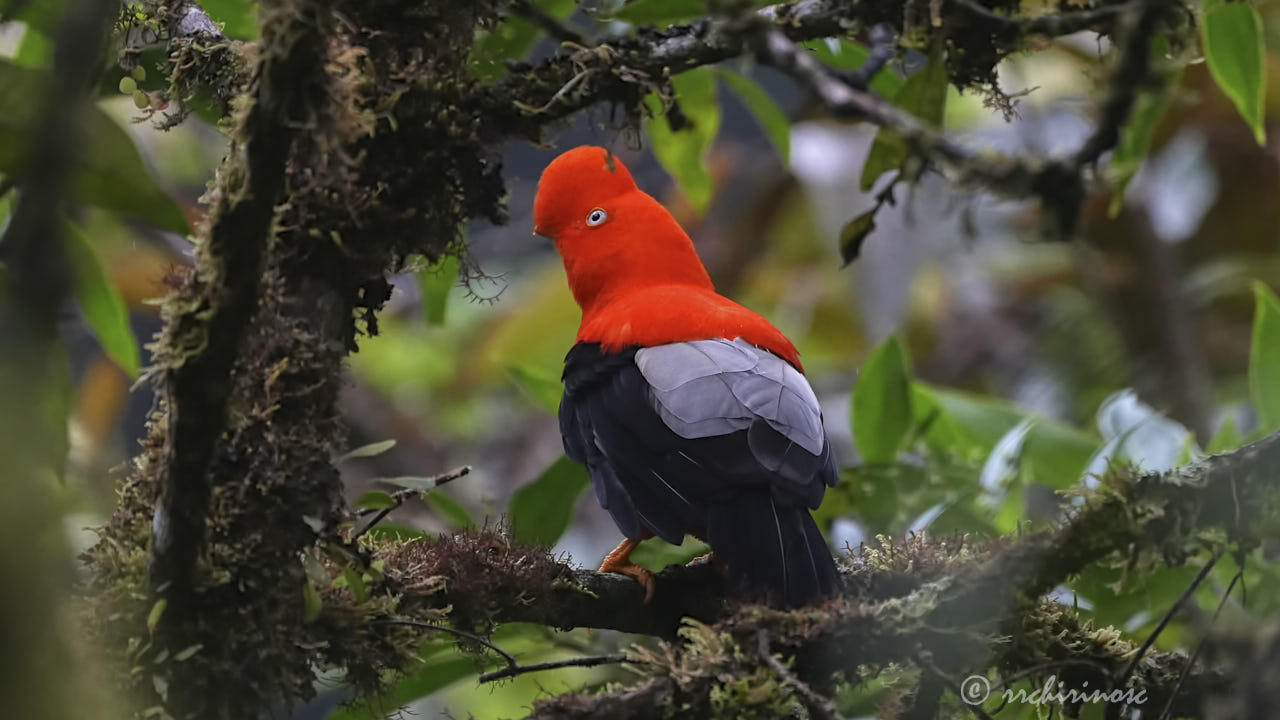 Andean cock-of-the-rock