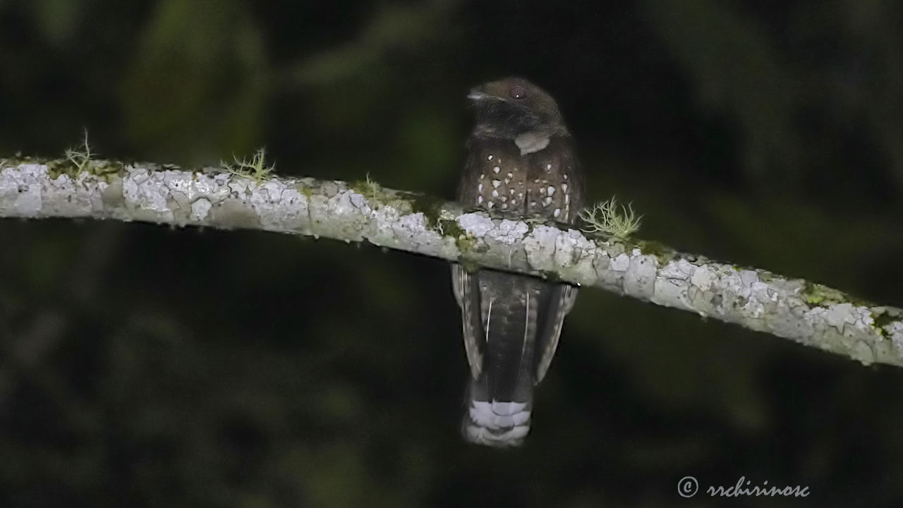 Ocellated poorwill