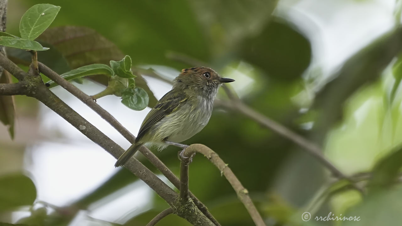 Scale-crested pygmy tyrant