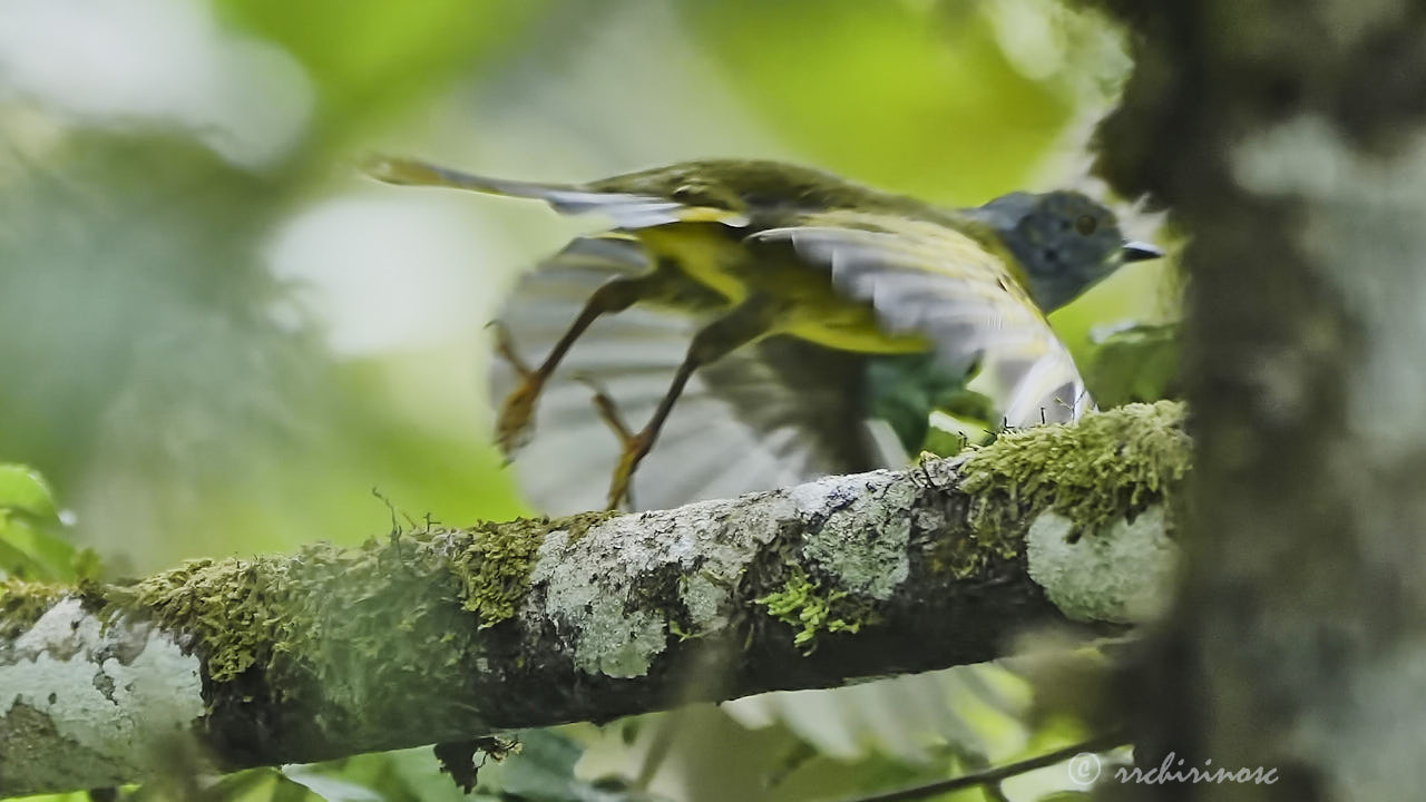 Russet-crowned warbler
