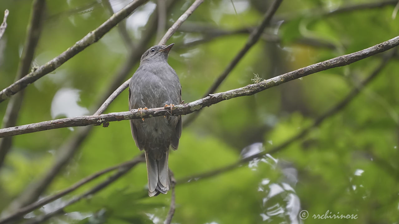 Andean solitaire