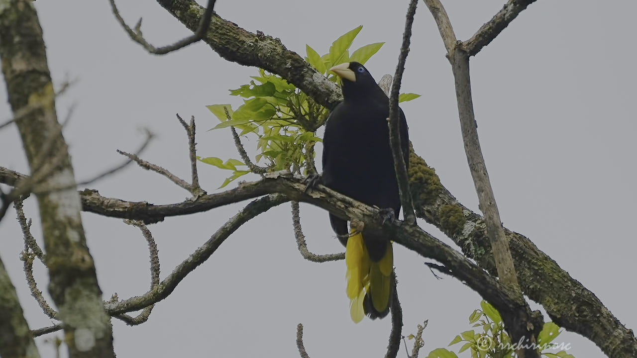 Crested oropendola