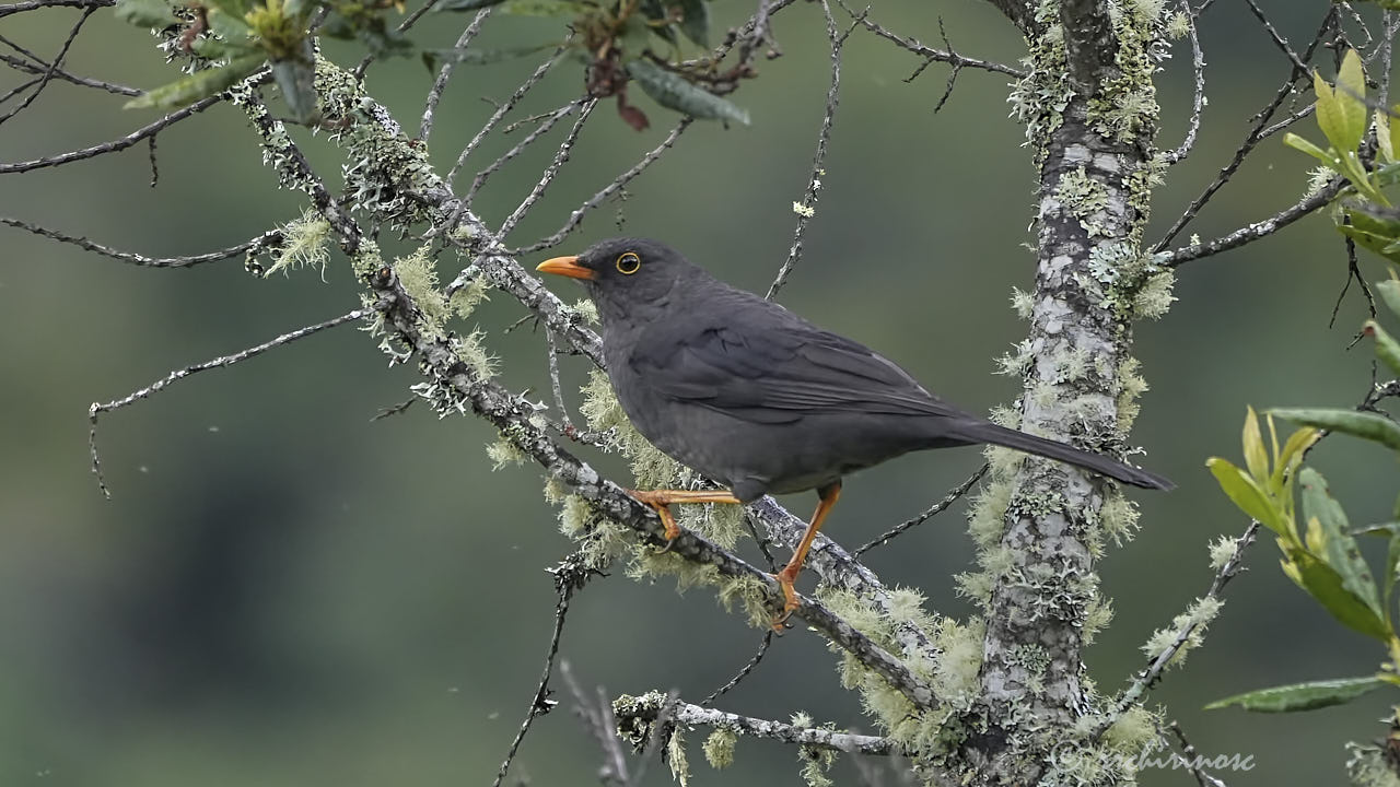 Great thrush