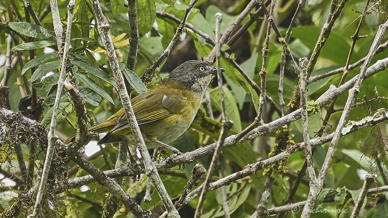 Common chlorospingus