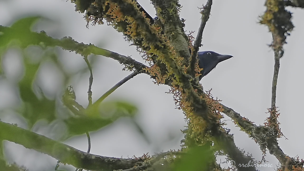 White-collared jay