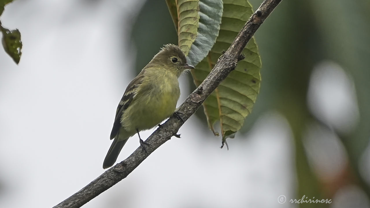Small-billed elaenia