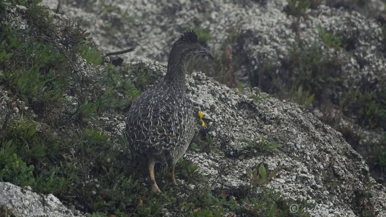 Ornate tinamou