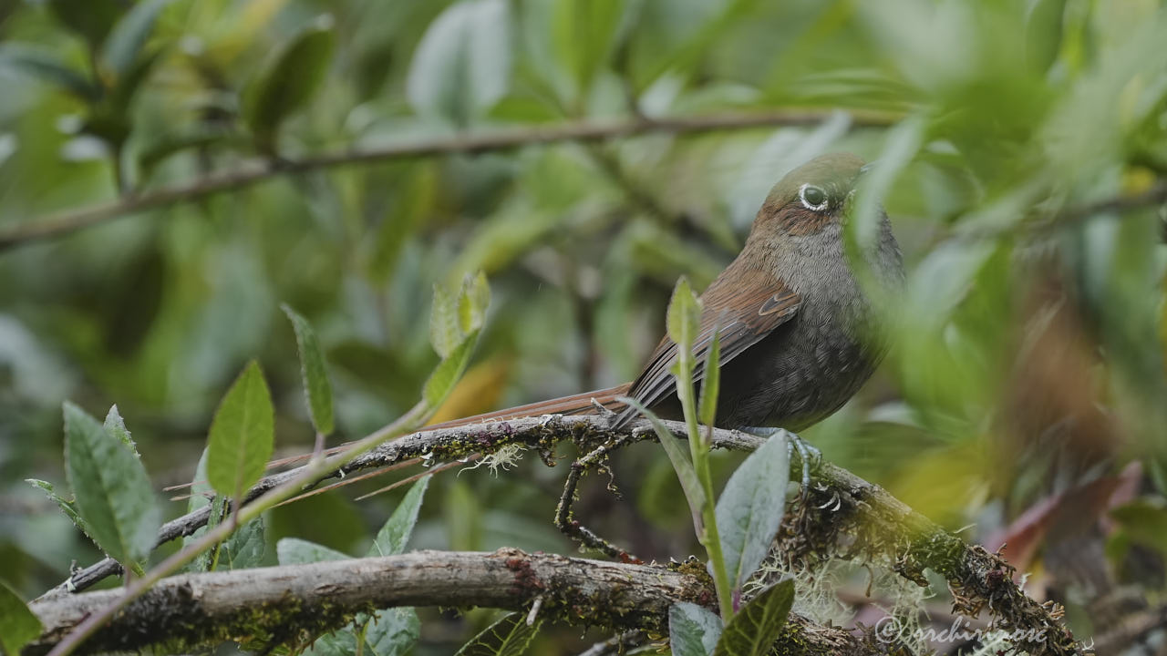 Eye-ringed thistletail