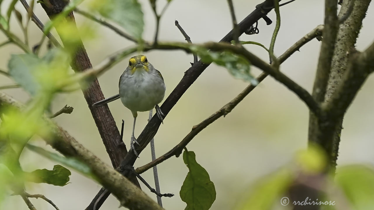 Yellow-browed sparrow