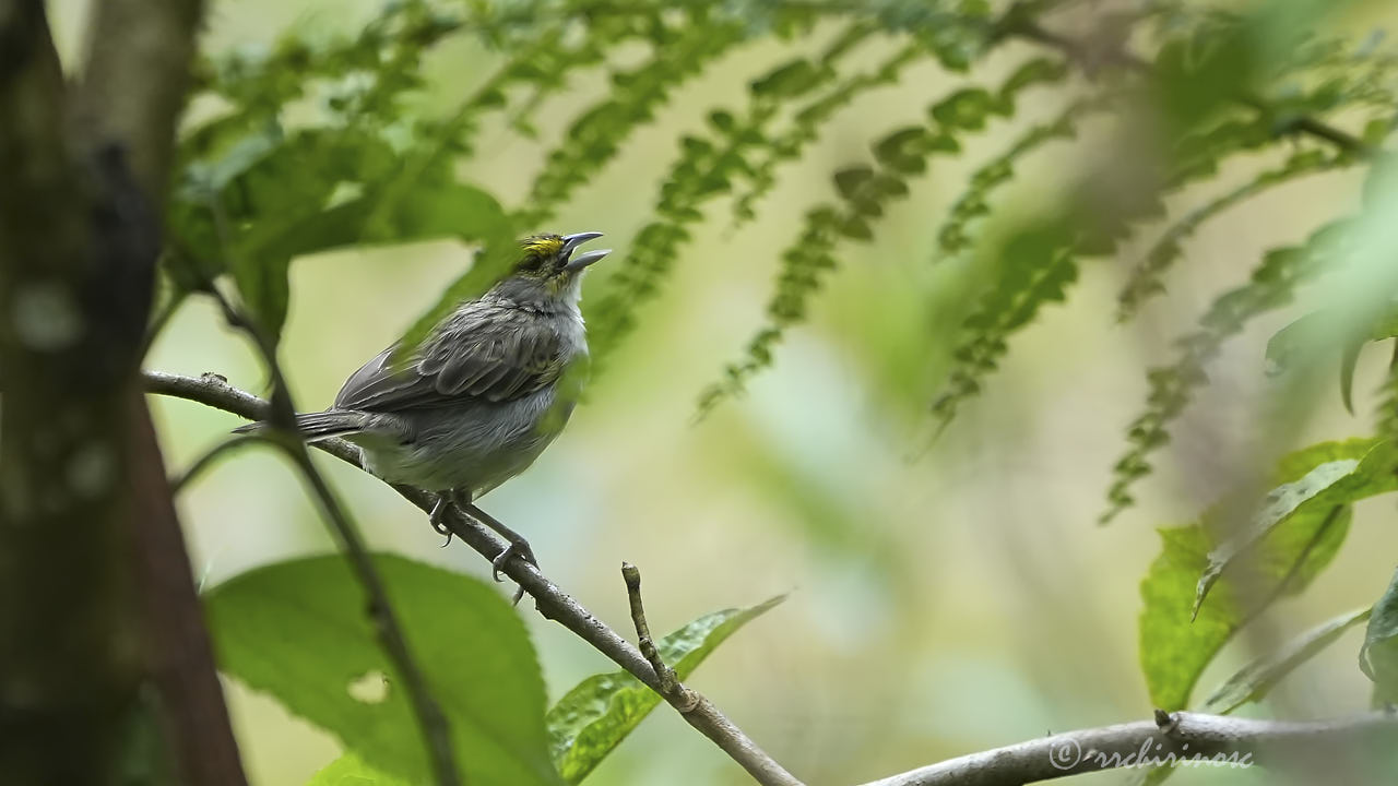 Yellow-browed sparrow
