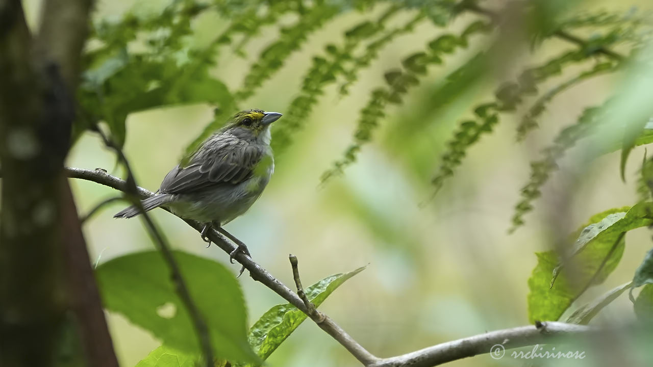 Yellow-browed sparrow