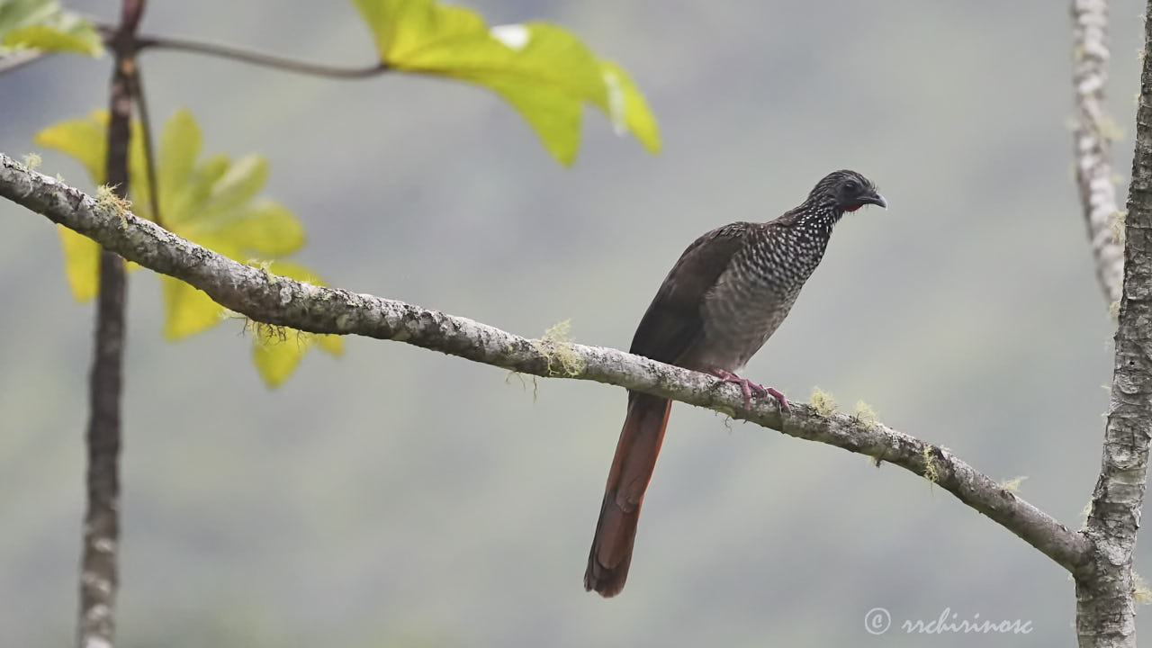 Speckled chachalaca