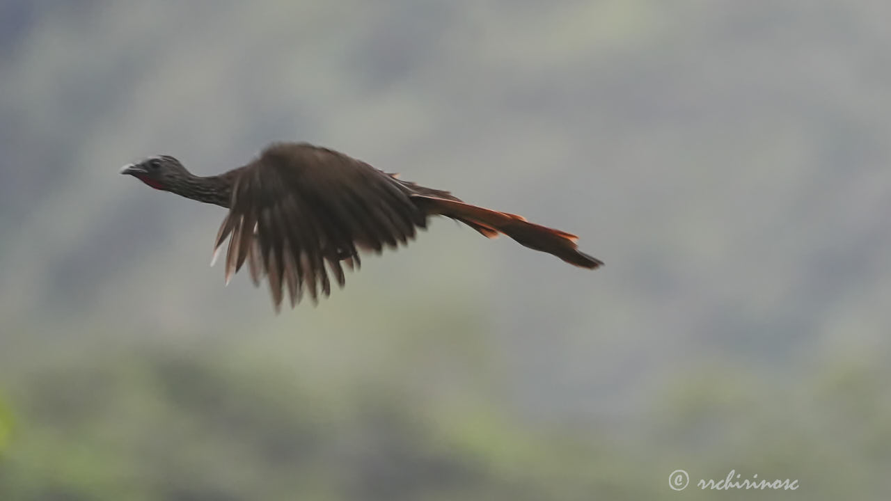 Speckled chachalaca