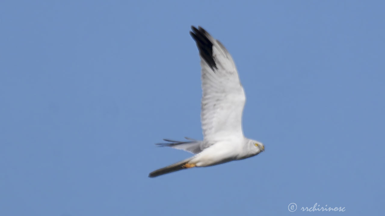 Pallid harrier