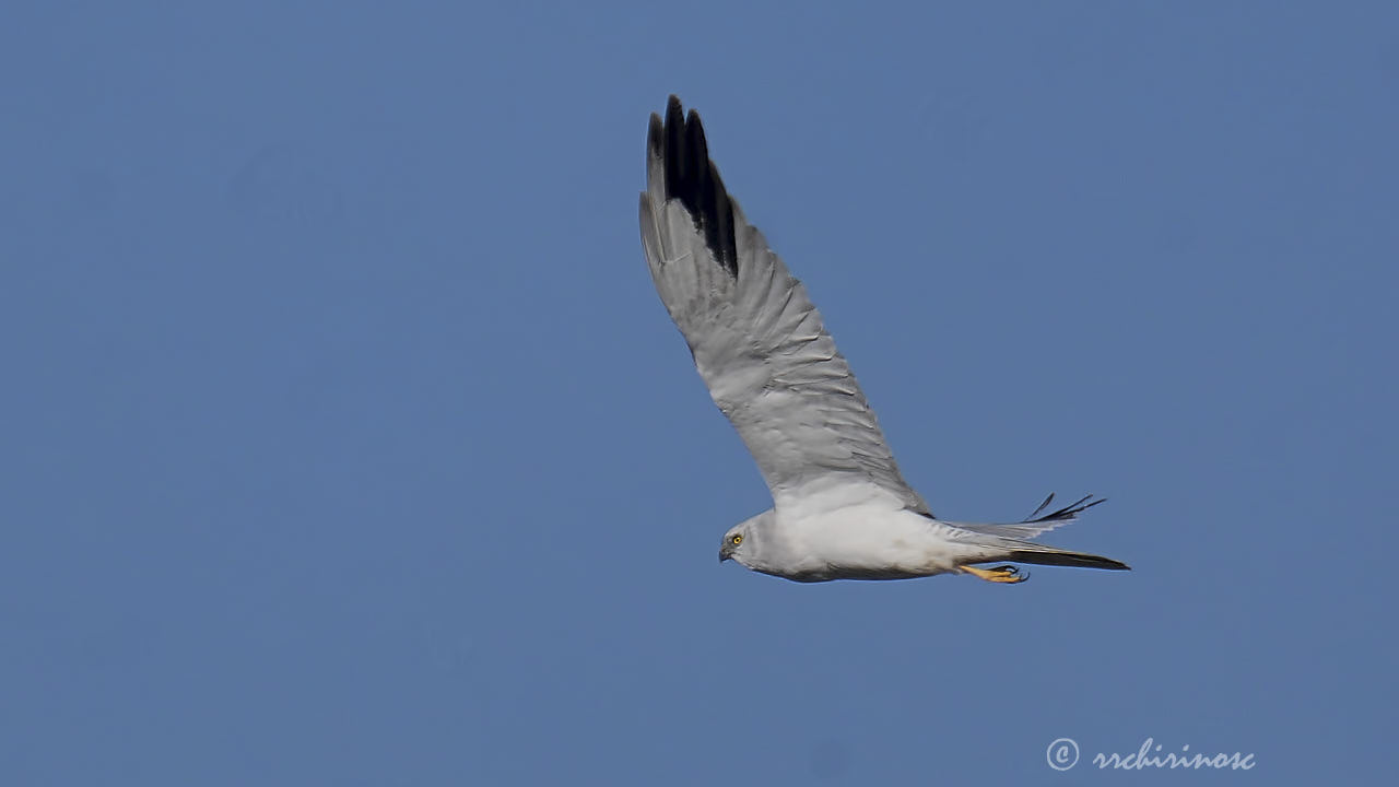 Pallid harrier