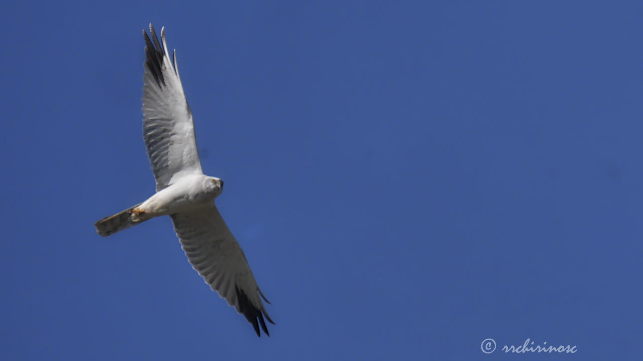 Pallid harrier