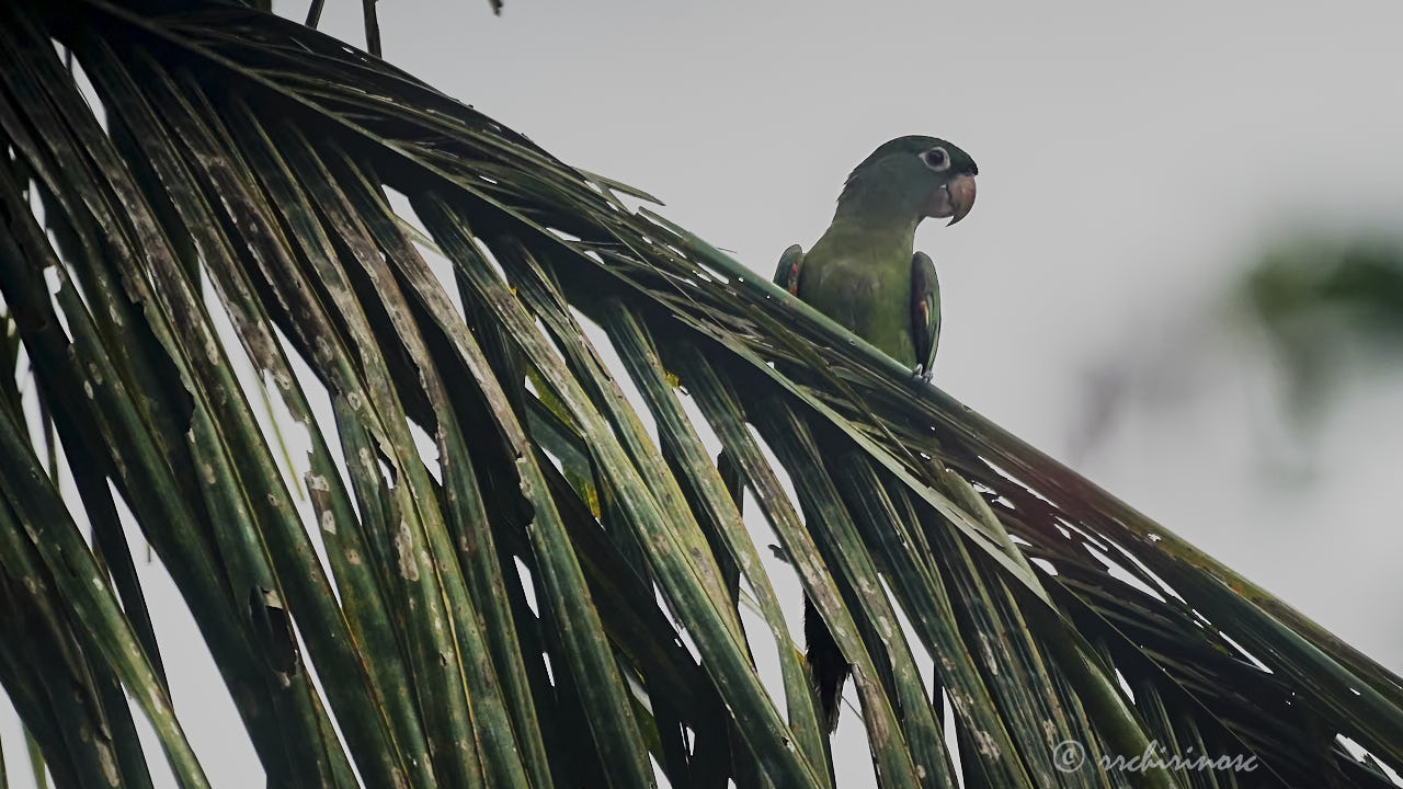 White-eyed parakeet