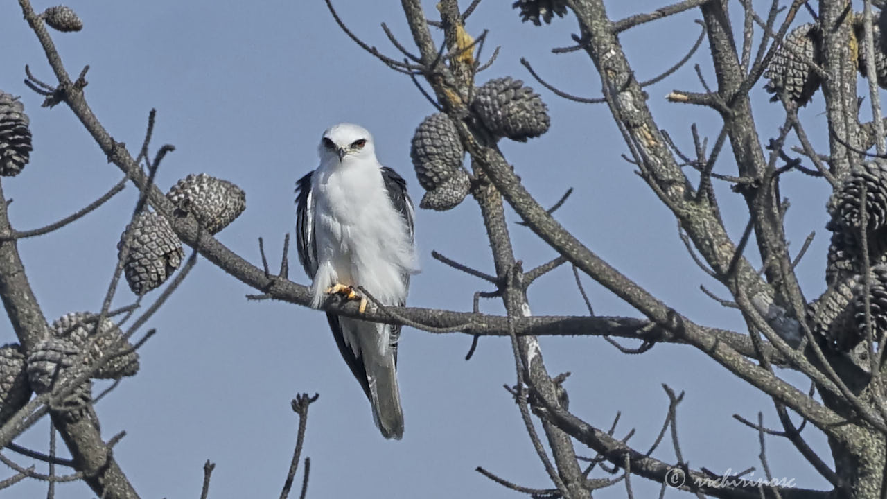 White-tailed kite