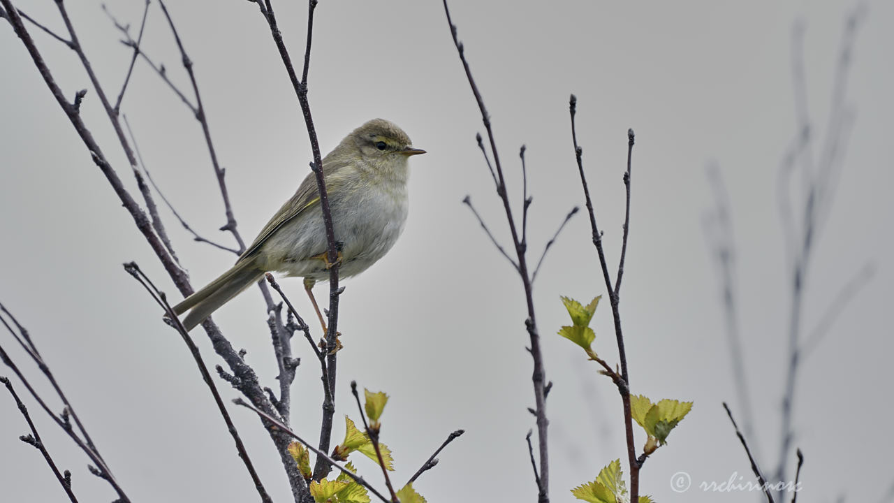 Willow warbler