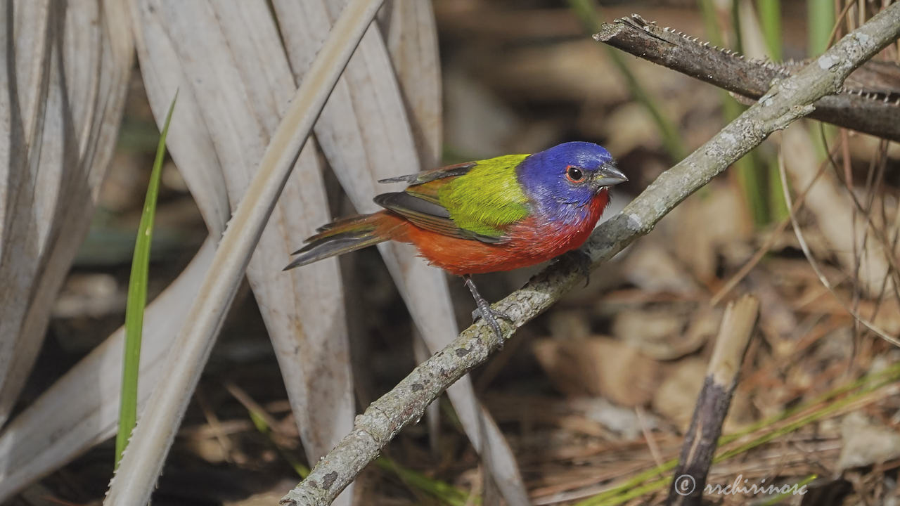 Painted bunting