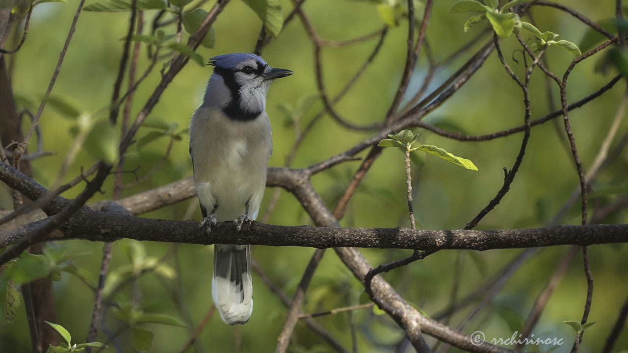 Blue jay