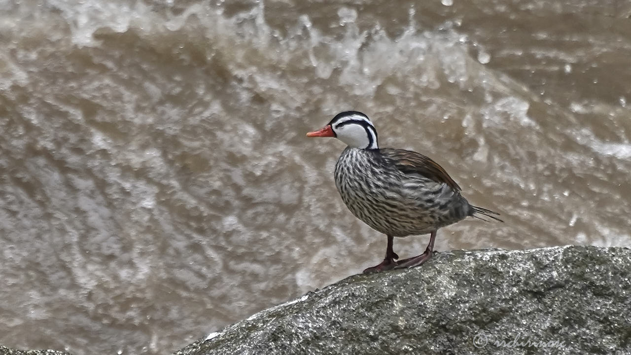 Torrent duck