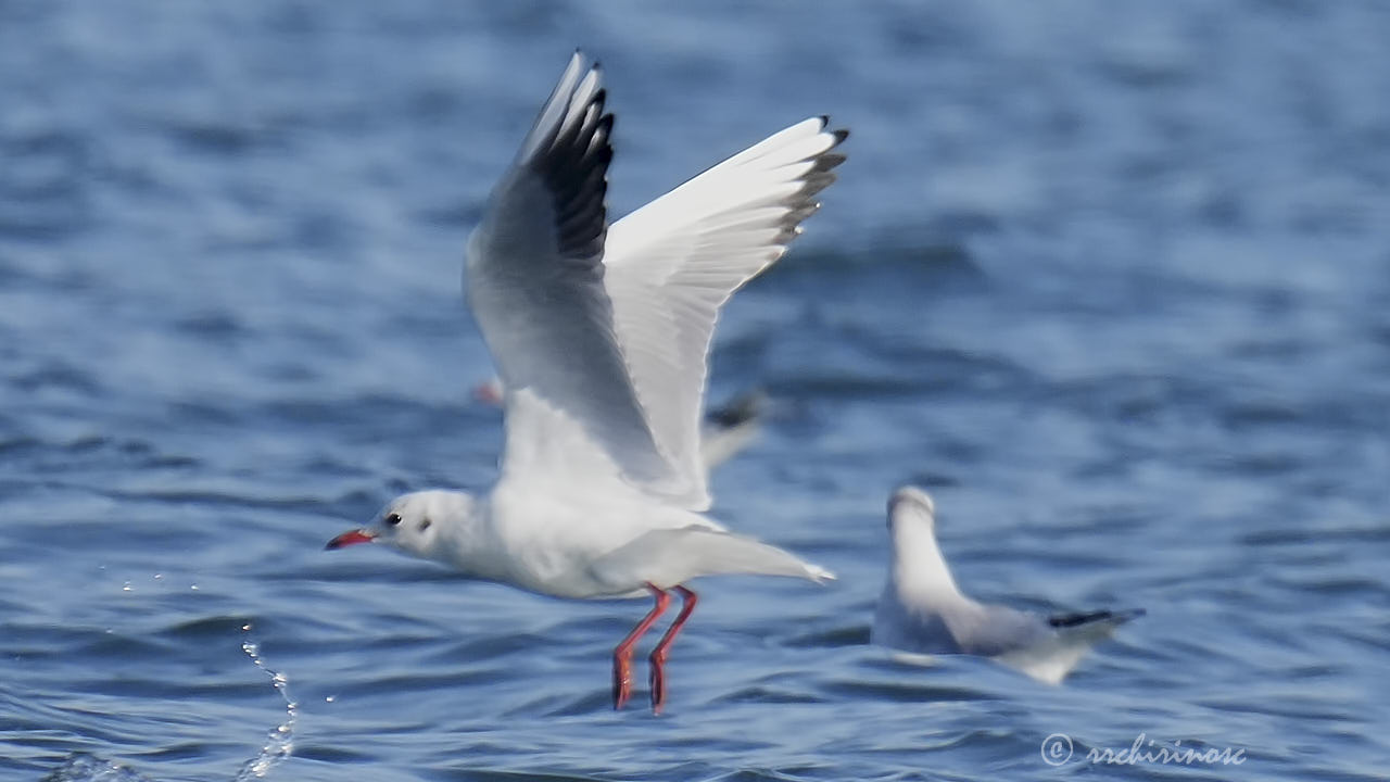 Black-headed gull