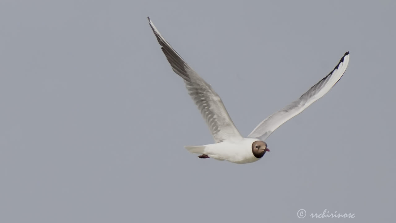Black-headed gull