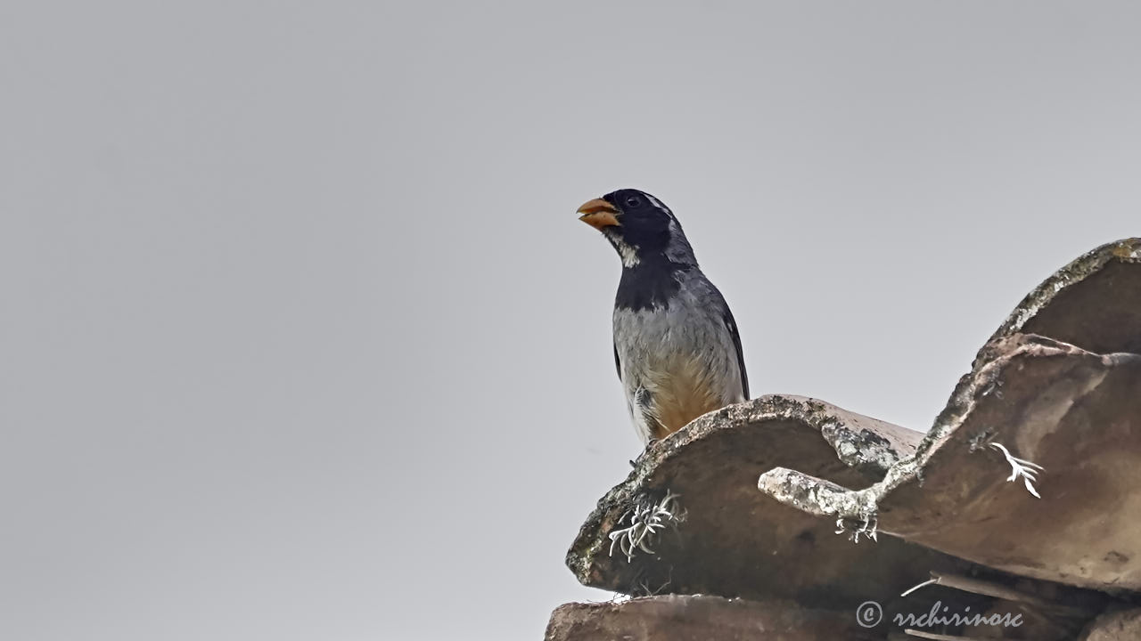 Golden-billed saltator