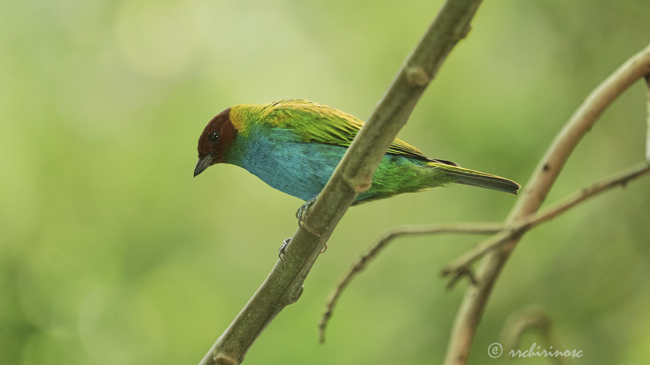 Bay-headed tanager