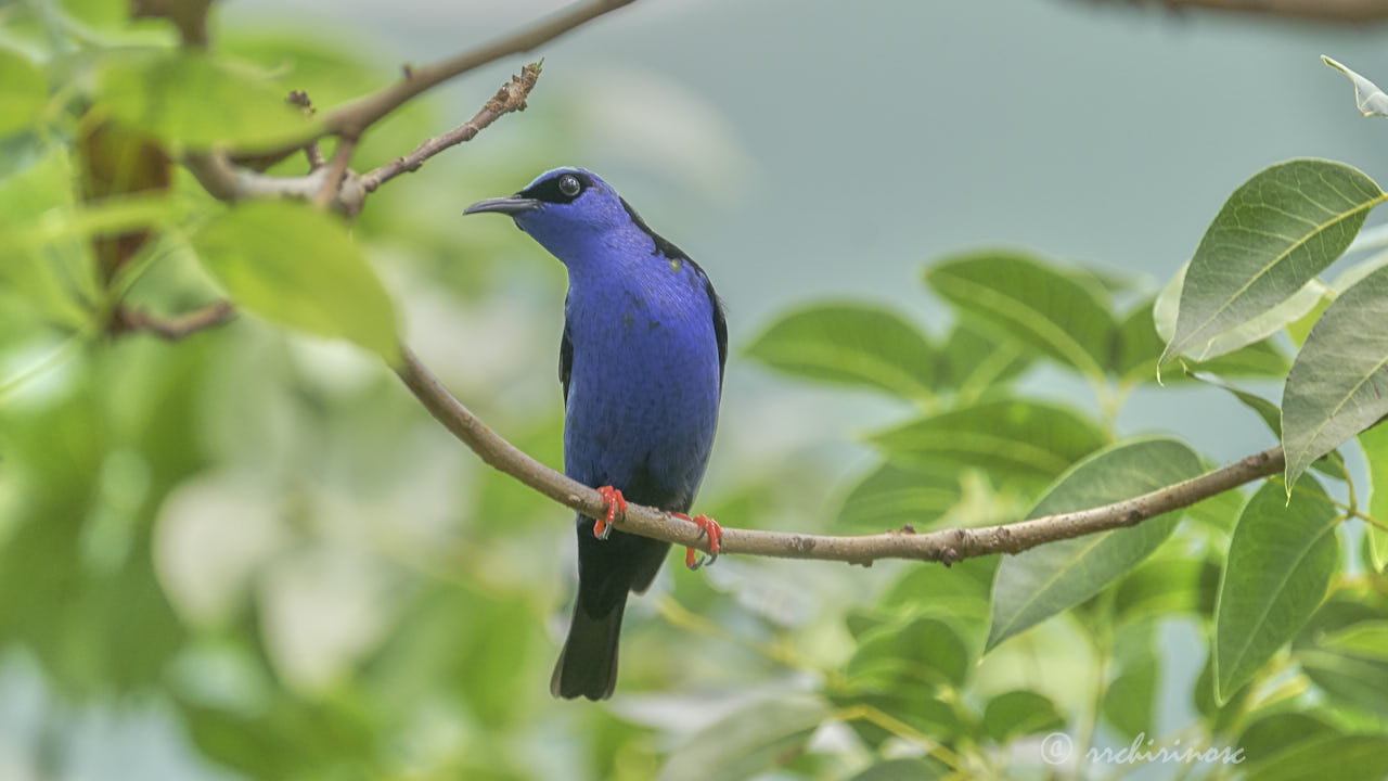 Red-legged honeycreeper