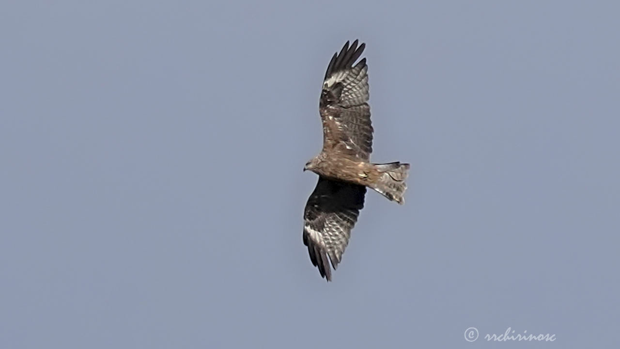 Black kite