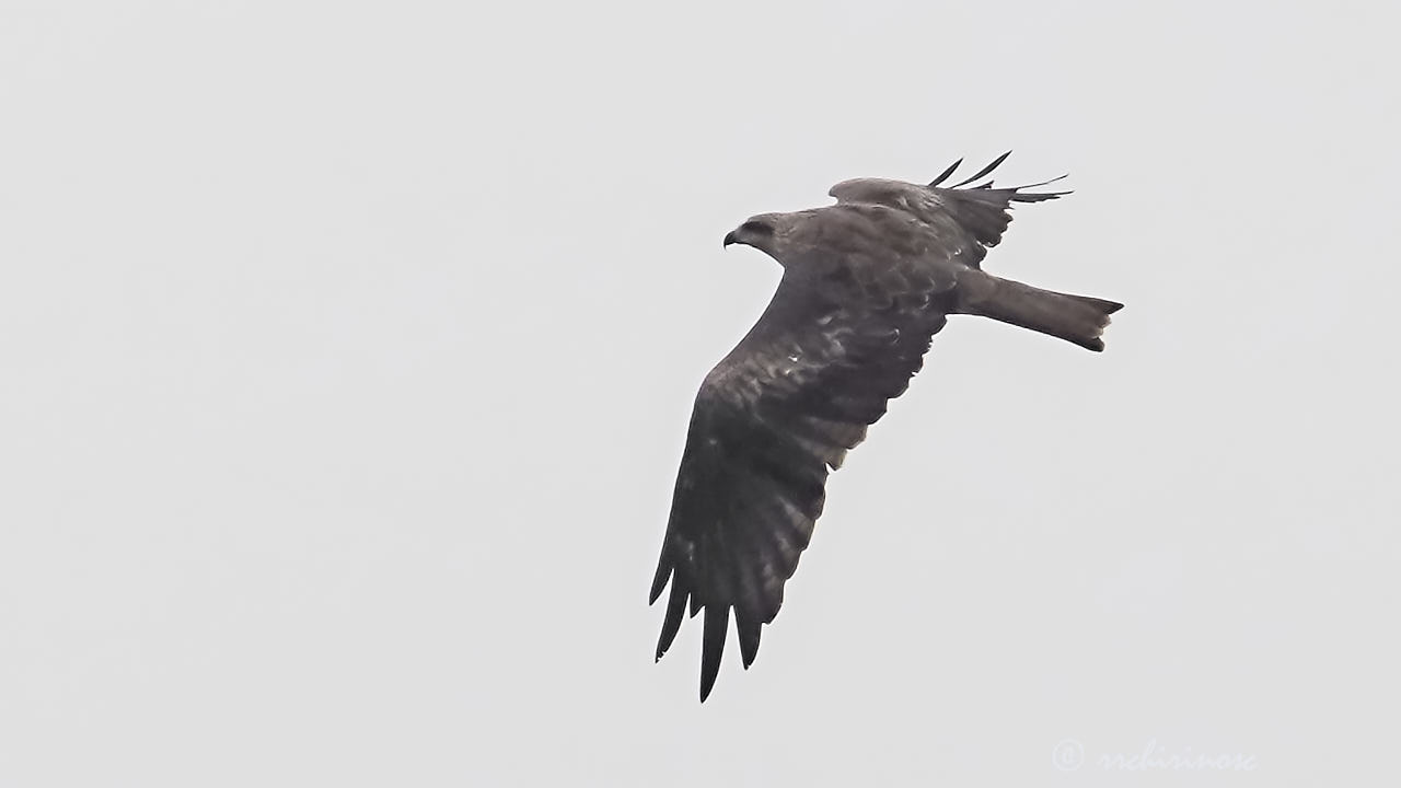 Black kite