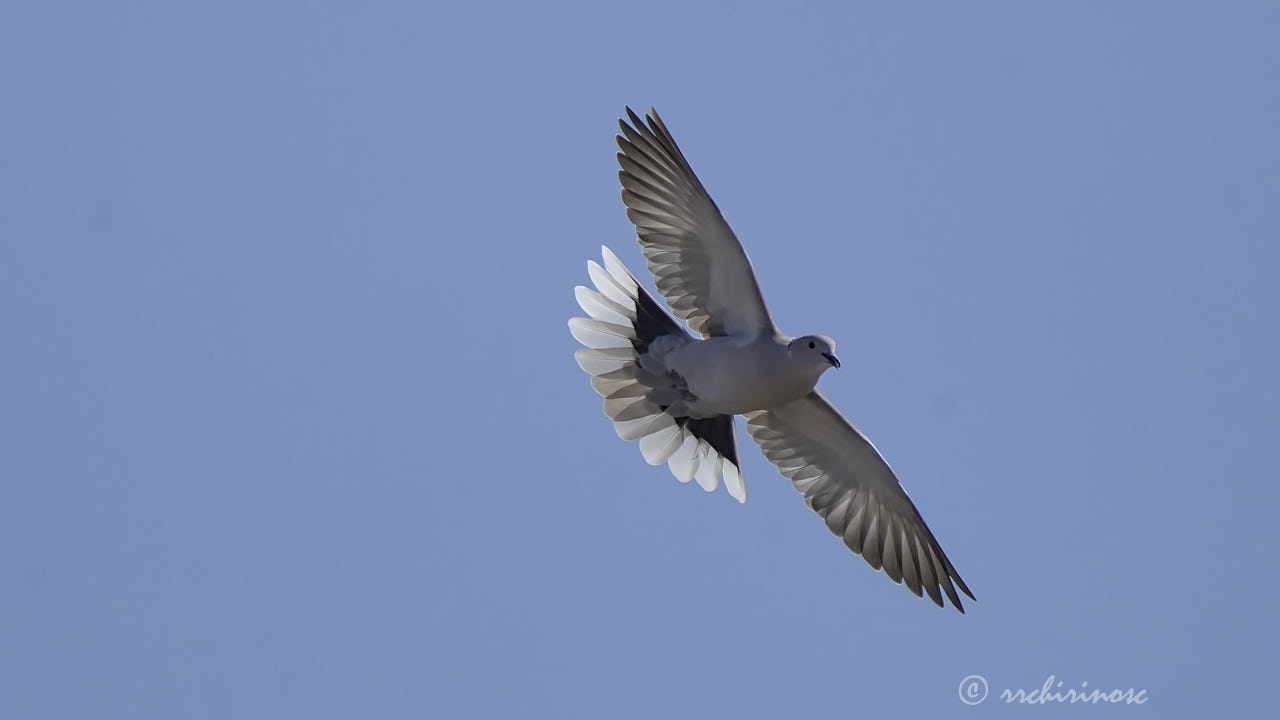 Eurasian collared-dove