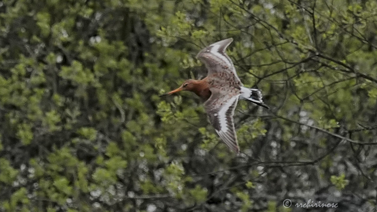 Black-tailed godwit