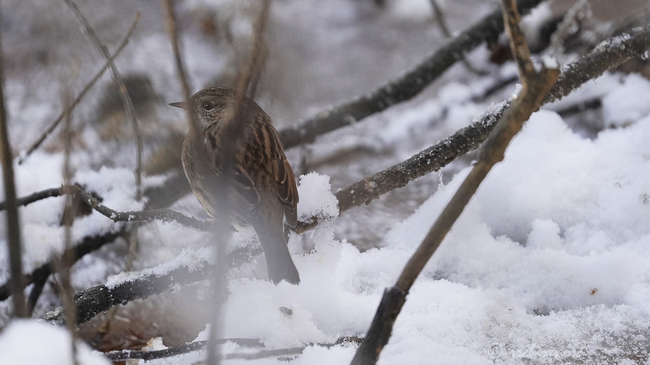 Dunnock