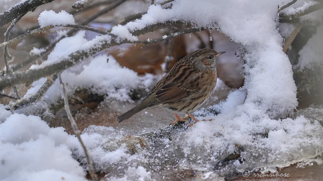 Dunnock