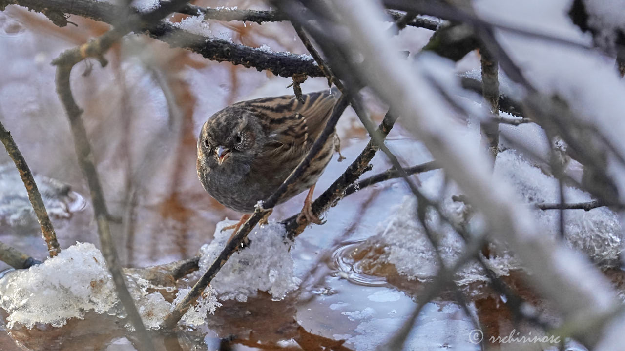 Dunnock