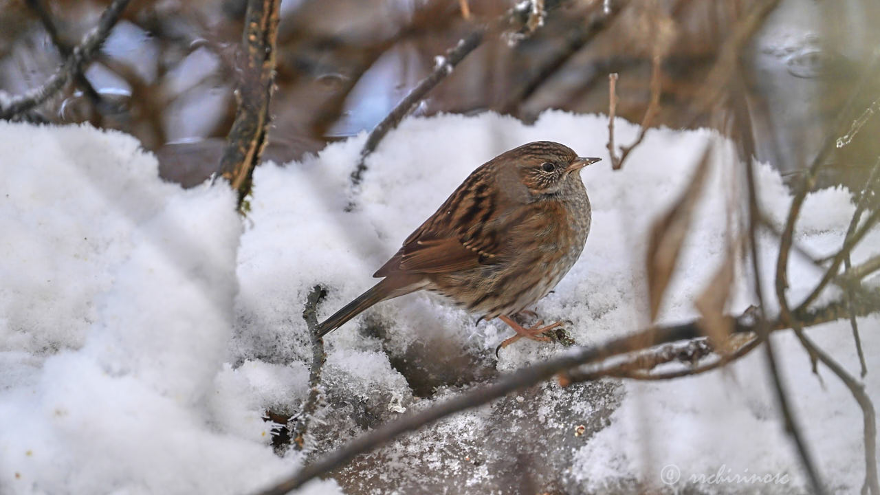 Dunnock