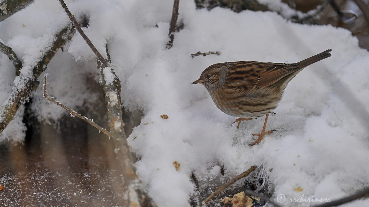 Dunnock