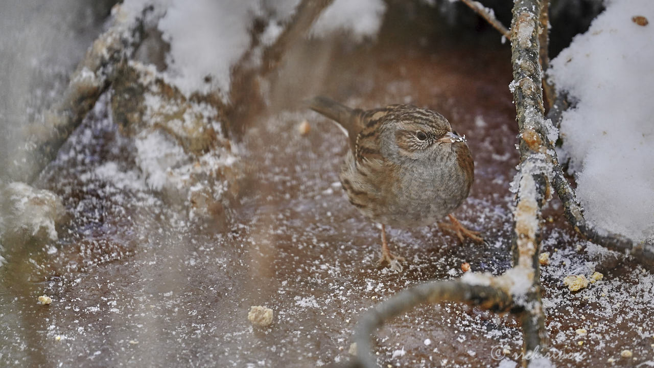 Dunnock