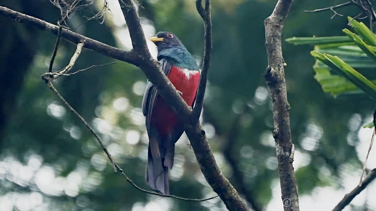Black-tailed trogon