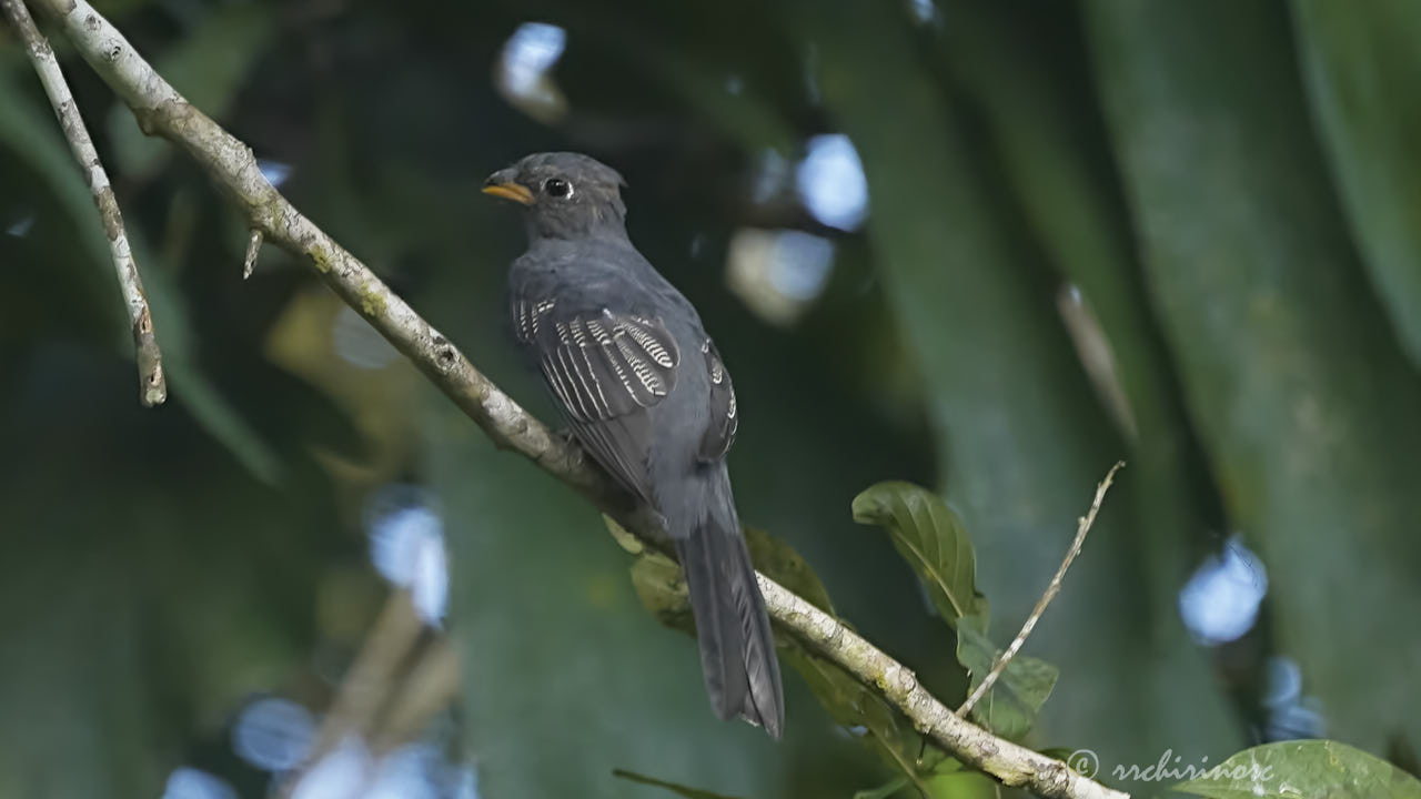 Black-tailed trogon